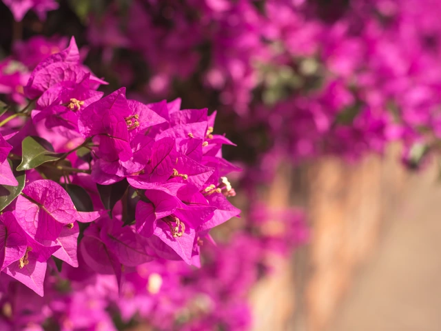 Bougainvillea plant covered in vibrant magenta flowers along a sunlit wall.