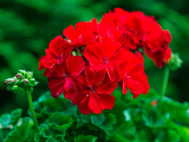 Cluster of bright red geranium flowers surrounded by green leaves in soft natural light.