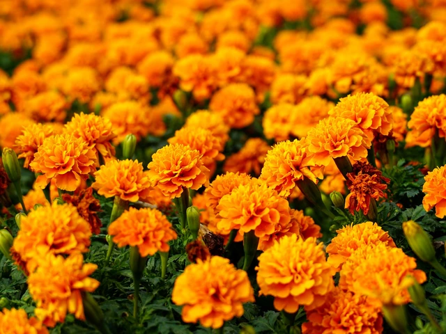 Field of vibrant orange marigold flowers with dense green foliage in sunlight.
