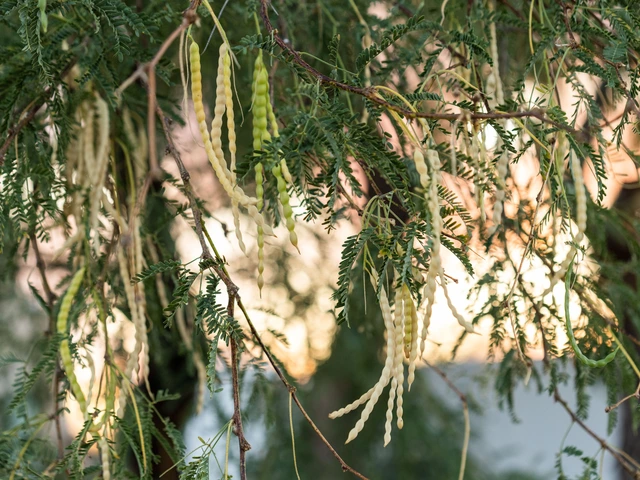 Close-up of mesquite tree branches with green feathery leaves and hanging twisted seed pods.