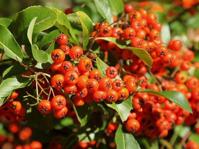 Pyracantha shrub covered in clusters of bright orange-red berries among green leaves.