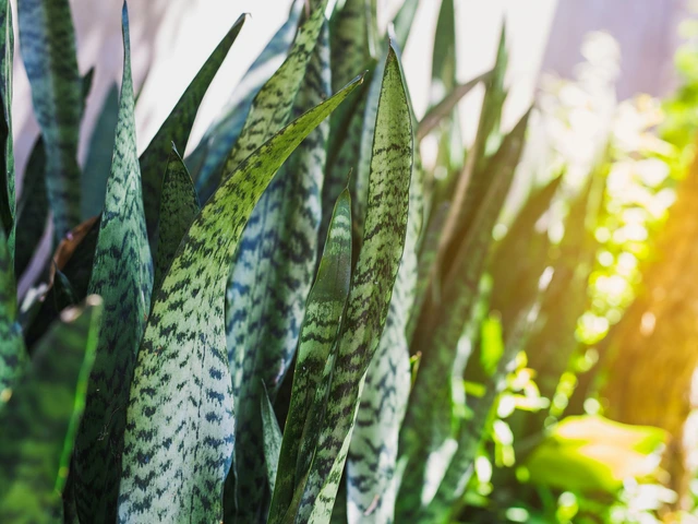Group of tall snake plant leaves with dark and light green variegation in sunlight.