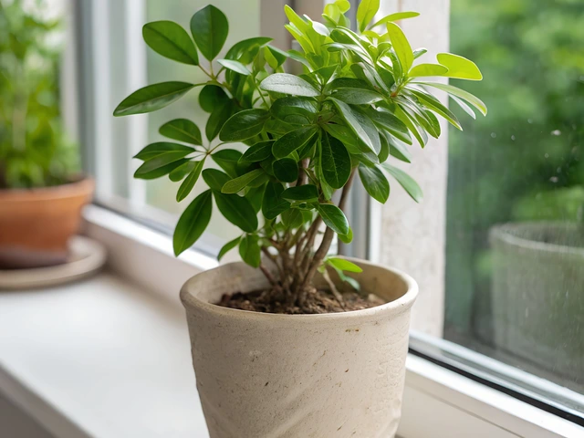 Schefflera houseplant with glossy green oval leaves growing in a beige pot on a windowsill.