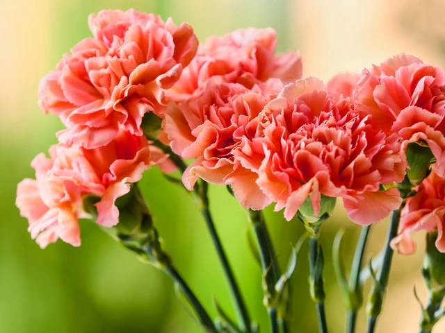 Cluster of coral pink carnations with ruffled petals against a soft green background.