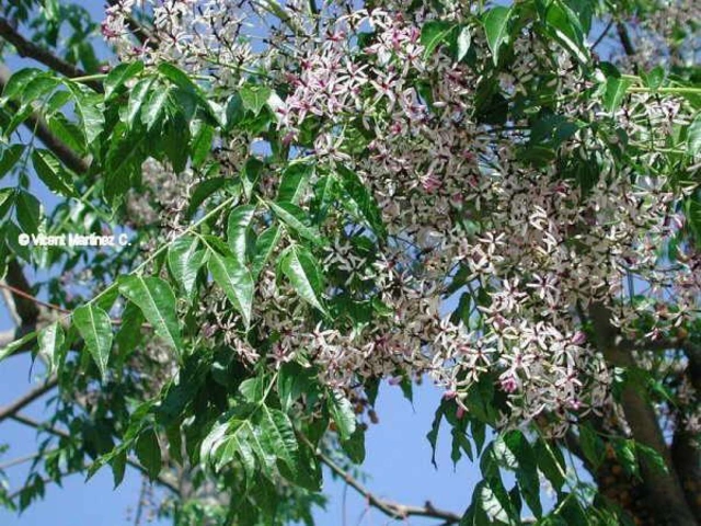 Chinaberry tree branch with glossy green leaves and clusters of small pale purple and white star-shaped flowers.