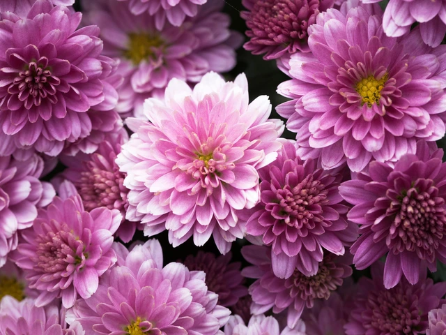 Close-up of pink and purple chrysanthemum blossoms with layered petals and yellow centers.