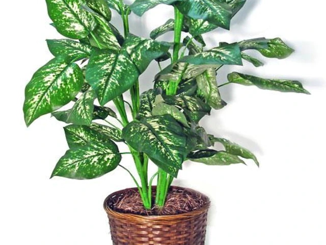 Potted dieffenbachia houseplant with tall stems and large green leaves mottled with pale yellow, in a brown woven basket.