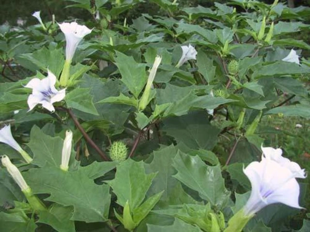 Jimsonweed shrub with pale purple-white trumpet flowers and spiny green seed pods.