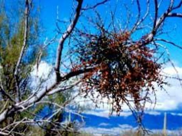Clump of desert mistletoe growing in the bare branches of a tree against a bright blue sky.