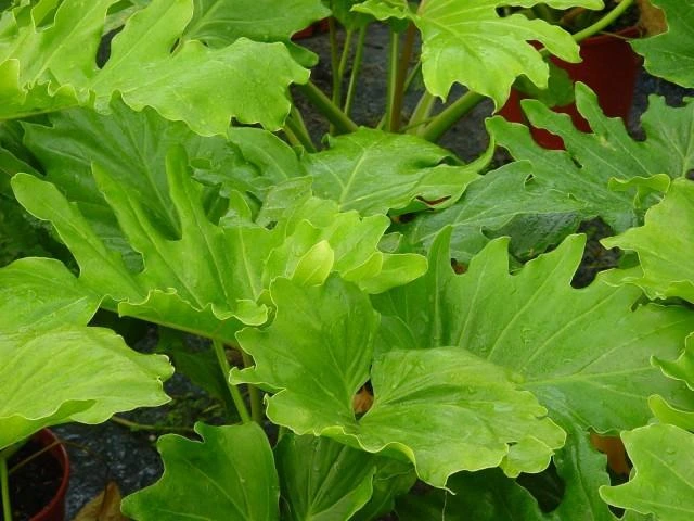 Large split-leaf philodendron with broad, deeply lobed green leaves growing densely in a pot.