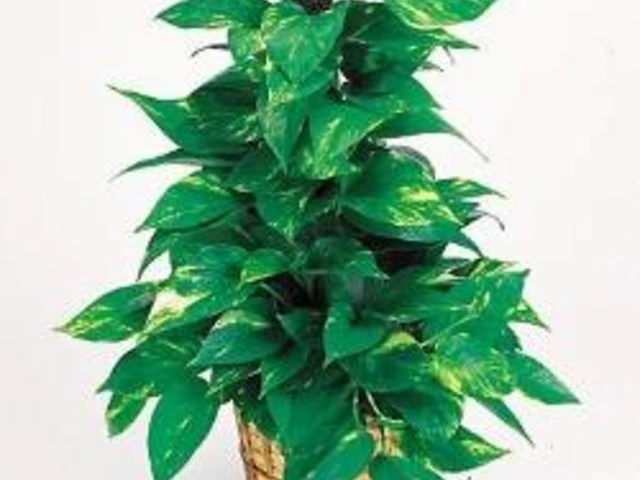 Potted pothos vine with dense green leaves streaked with yellow, trained to climb a central support stake.