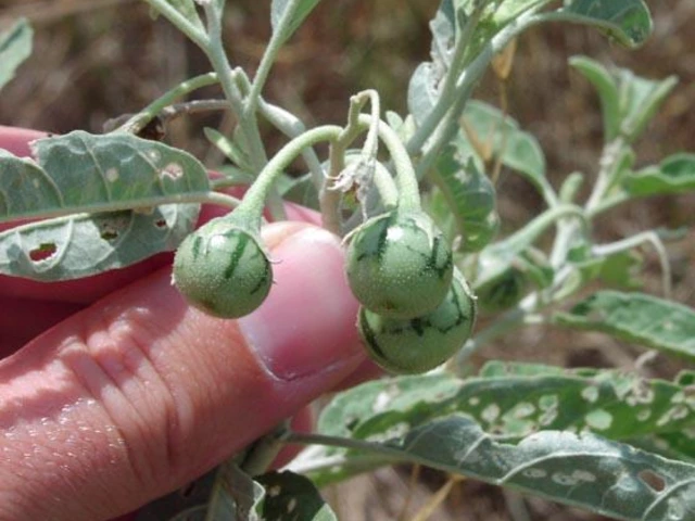 Close-up of silverleaf nightshade with three small green striped berries held between a person’s fingers.