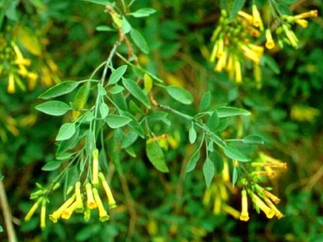 Tree tobacco shrub with clusters of narrow yellow tubular flowers hanging from green branches