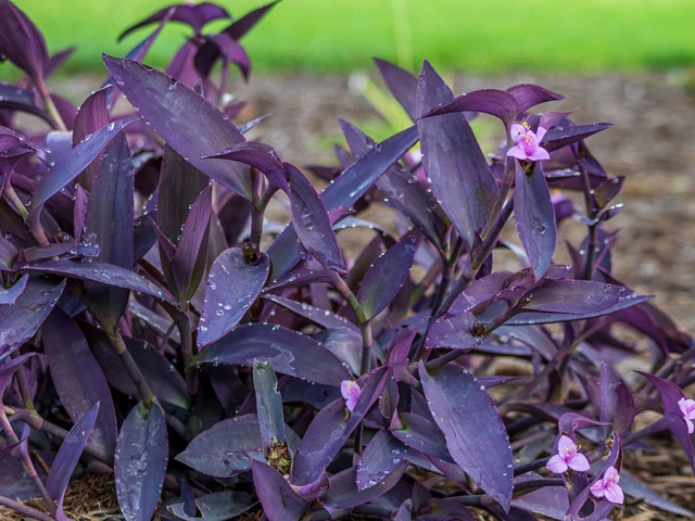 Purple heart plant with deep violet leaves and small light pink flowers covered in water droplets.