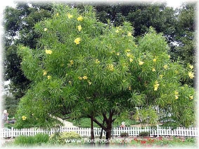 Small tree covered in narrow green leaves and scattered yellow oleander-like flowers in a landscaped yard.