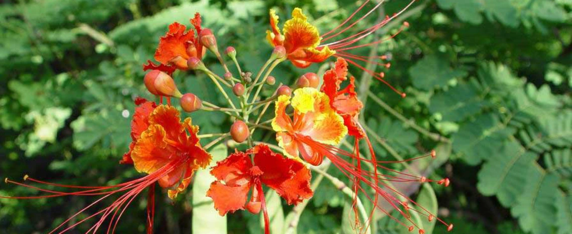 Bright orange and yellow Mexican bird of paradise flowers with long red stamens against green foliage.