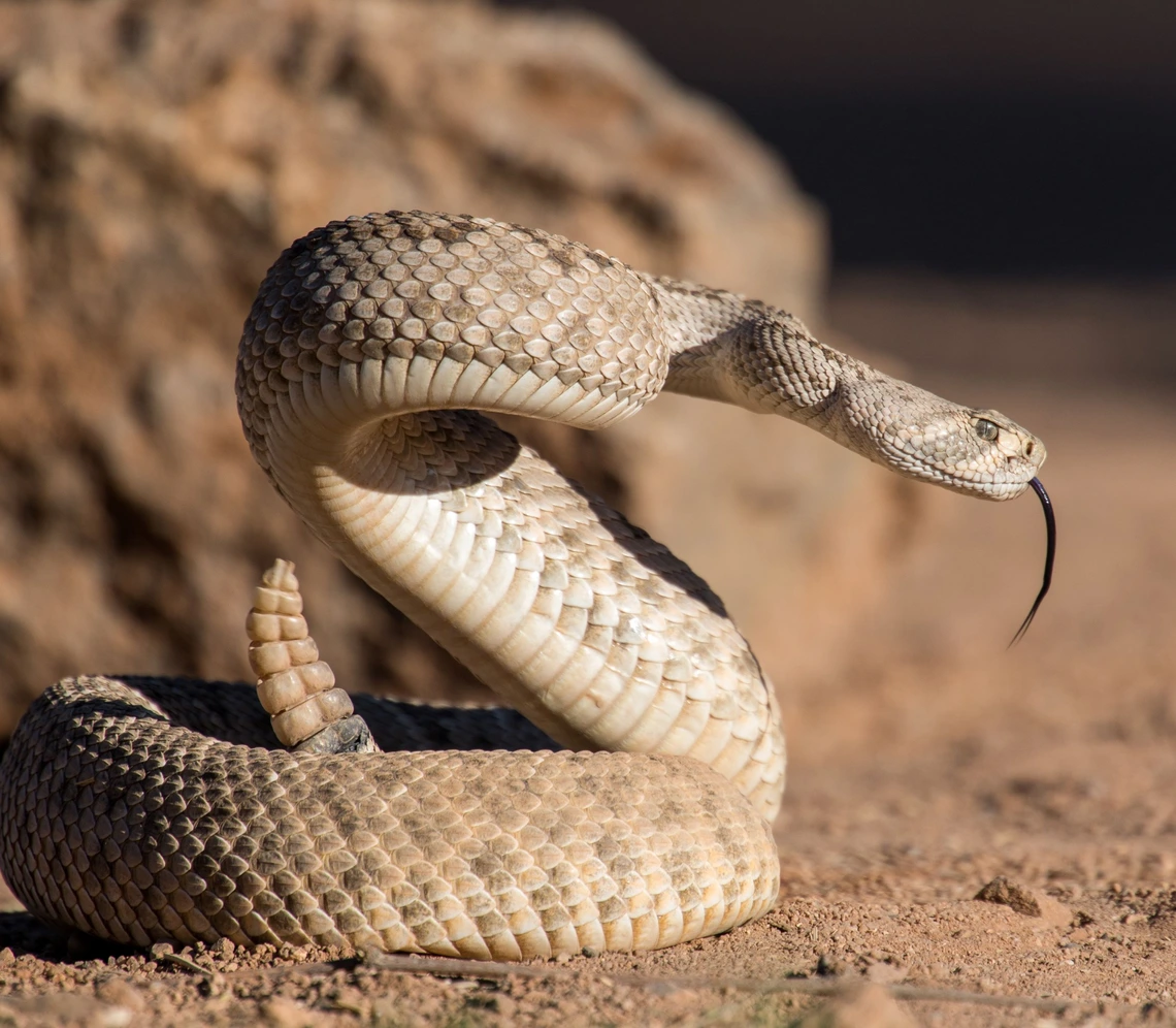coiled up rattlesnake in desert scene