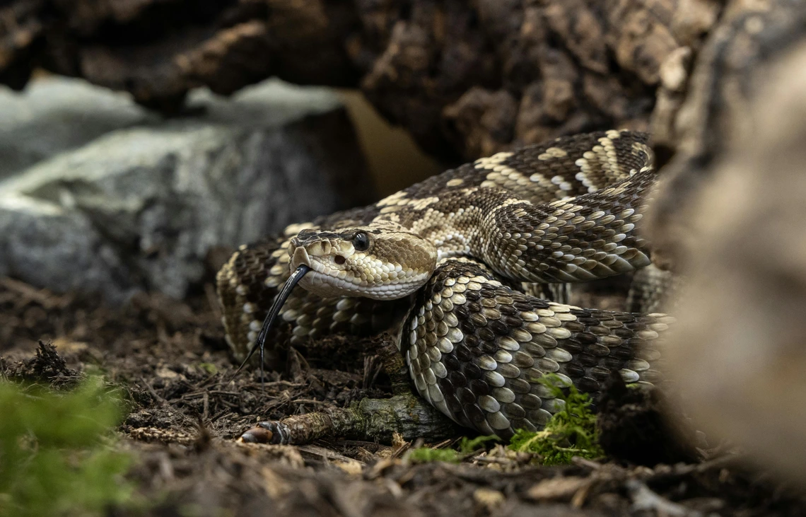Photo of molossus