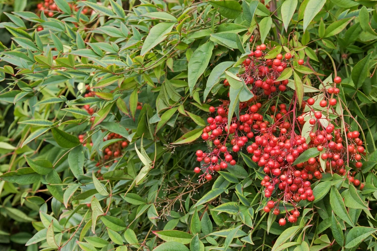 Heavenly bamboo shrub with glossy green leaves and clusters of small bright red berries.
