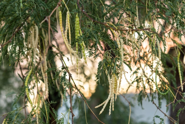 Close-up of mesquite tree branches with green feathery leaves and hanging twisted seed pods.