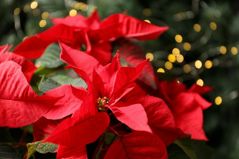 Poinsettia plant with large red bracts and green leaves, softly lit with golden bokeh lights in the background.