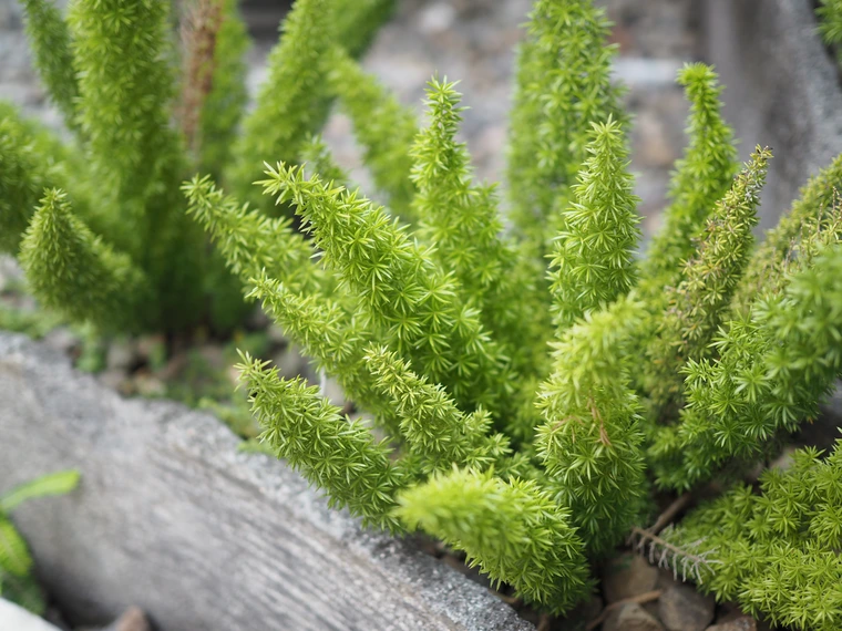 Close-up of asparagus fern with bright green feathery stems growing in a garden bed.