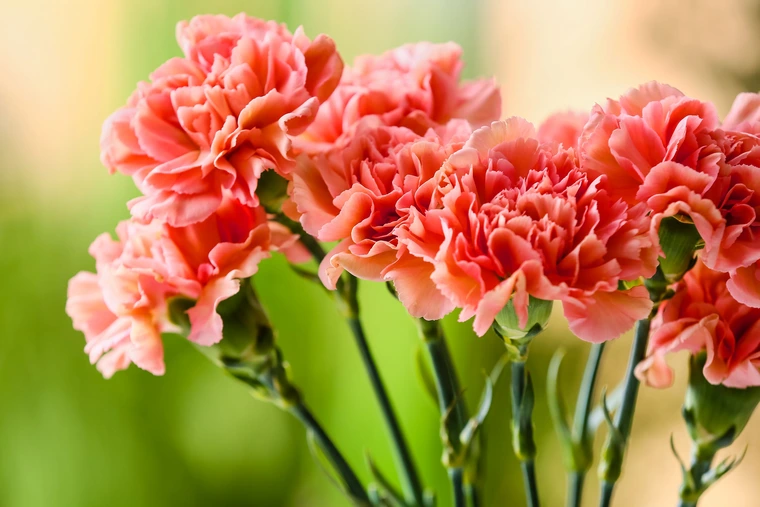 Cluster of coral pink carnations with ruffled petals against a soft green background.