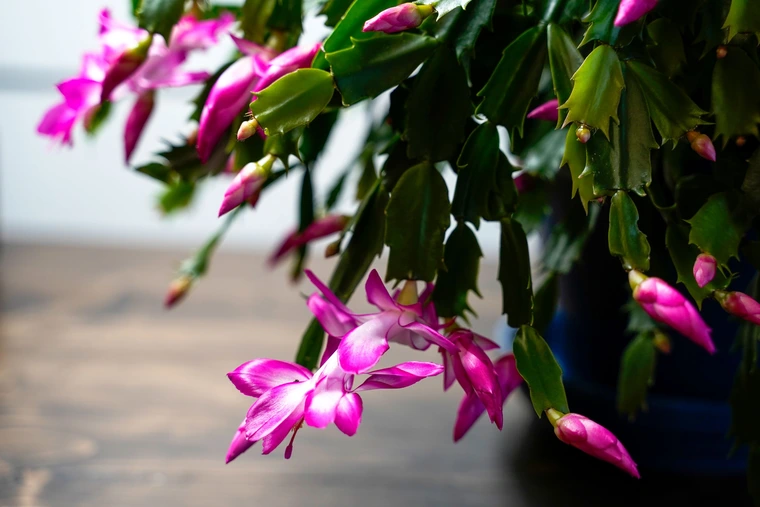 Christmas cactus with flat green segmented leaves and bright magenta flowers hanging over a dark pot.