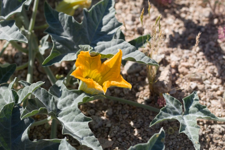 Coyote gourd plant with a bright yellow, star-shaped flower and gray-green leaves growing in desert soil.