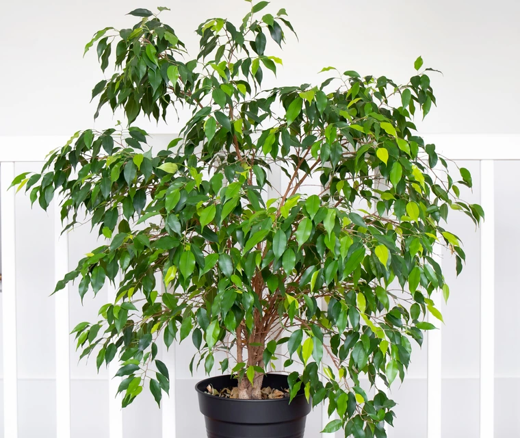Potted ficus tree with glossy green leaves and thin branches, placed indoors against a white background.