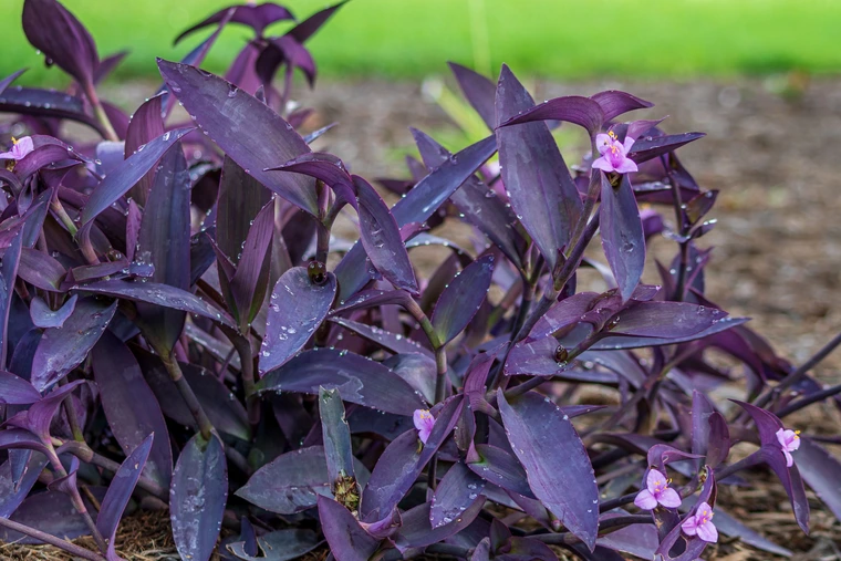Purple heart plant with deep violet leaves and small light pink flowers covered in water droplets.