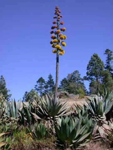 Desert hillside with agave plants and one very tall flowering stalk rising into a clear blue sky.