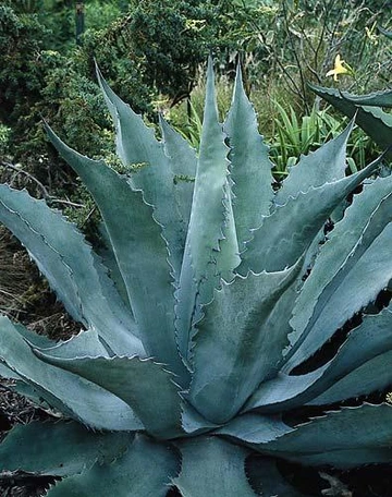 Close-up of a large blue-green agave with thick, spiky leaves arranged in a rosette.