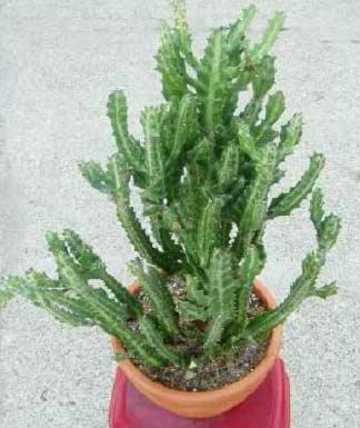 Candelabra cactus plant growing in a pot.