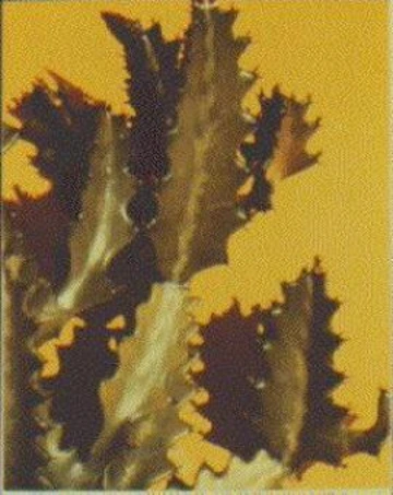 up close view of candelabras cactus leaves