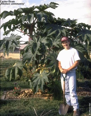 Person standing with a shovel in front of a large castor bean plant with huge palmate leaves in a garden.
