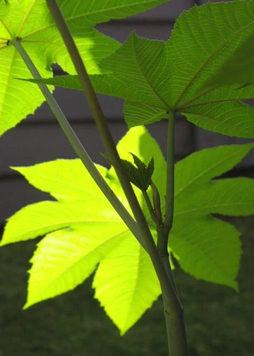 Close-up of castor bean plant with bright green, star-shaped leaves lit from behind.