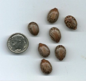 Seven mottled brown castor bean seeds arranged next to a U.S. dime for size comparison.
