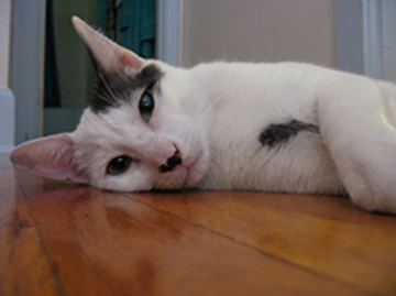 White and gray cat lying on a wooden floor, looking toward the camera.