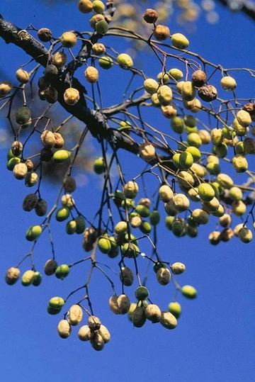 Hanging clusters of round yellow chinaberry fruits on thin branches against a bright blue sky.