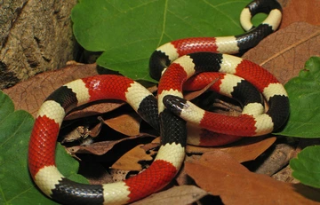 Arizona coral snake with bright red, yellow, and black bands coiled on the ground among dry leaves and green foliage.