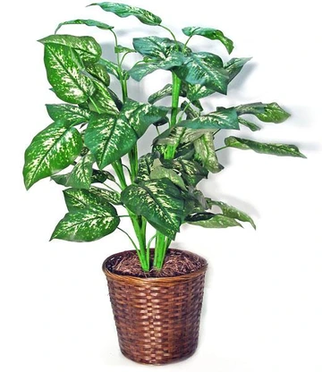 Potted dieffenbachia houseplant with tall stems and large green leaves mottled with pale yellow, in a brown woven basket.