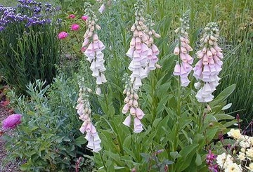 Tall foxglove plants with pale bell-shaped flowers growing in a garden bed