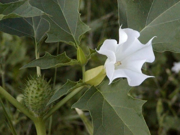 Close-up of a single white jimsonweed flower next to a spiky green seed pod and jagged leaves.
