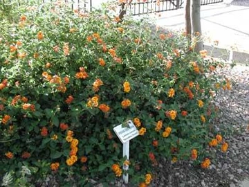 Large lantana shrub covered in small orange flowers.