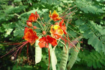 Close-up of Mexican bird of paradise flowers with bright red and yellow petals and long red stamens