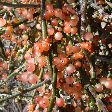 Close-up of desert mistletoe showing many small pink-orange berries clustered along thin green stems.