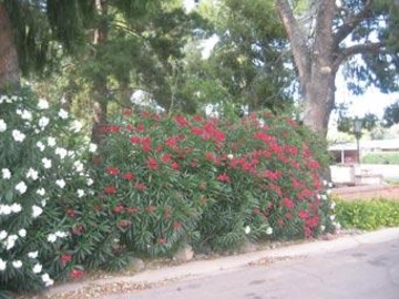 Tall white and red oleander shrubs forming a dense hedge along a sidewalk under large trees.