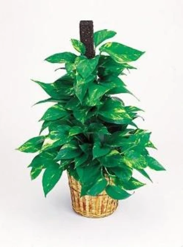Potted pothos vine with dense green leaves streaked with yellow, trained to climb a central support stake.