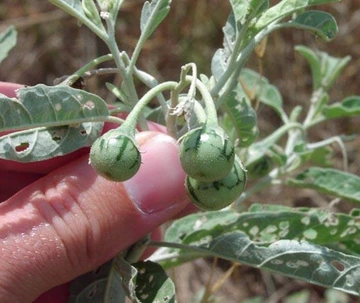 Close-up of silverleaf nightshade with three small green striped berries held between a person’s fingers.